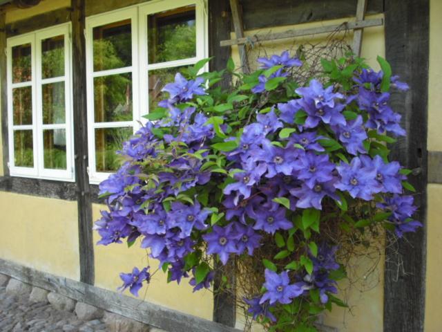 Landhaus Kiesow Suderburg Zewnętrze zdjęcie